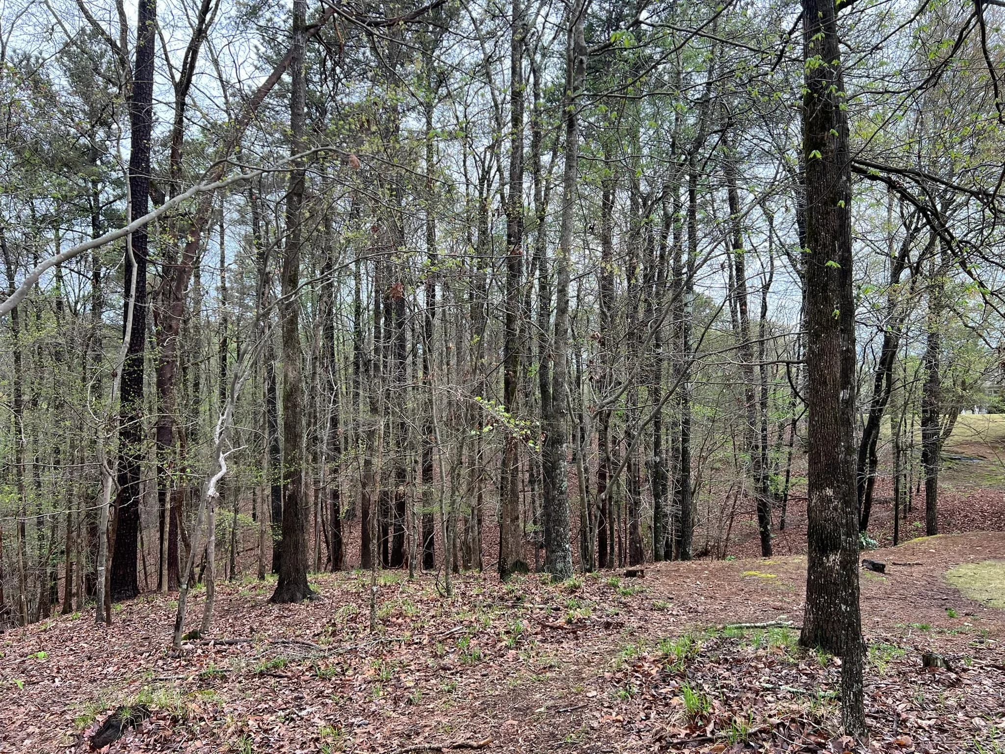 Backyard Clearing, Grading & Site Development — photo 6