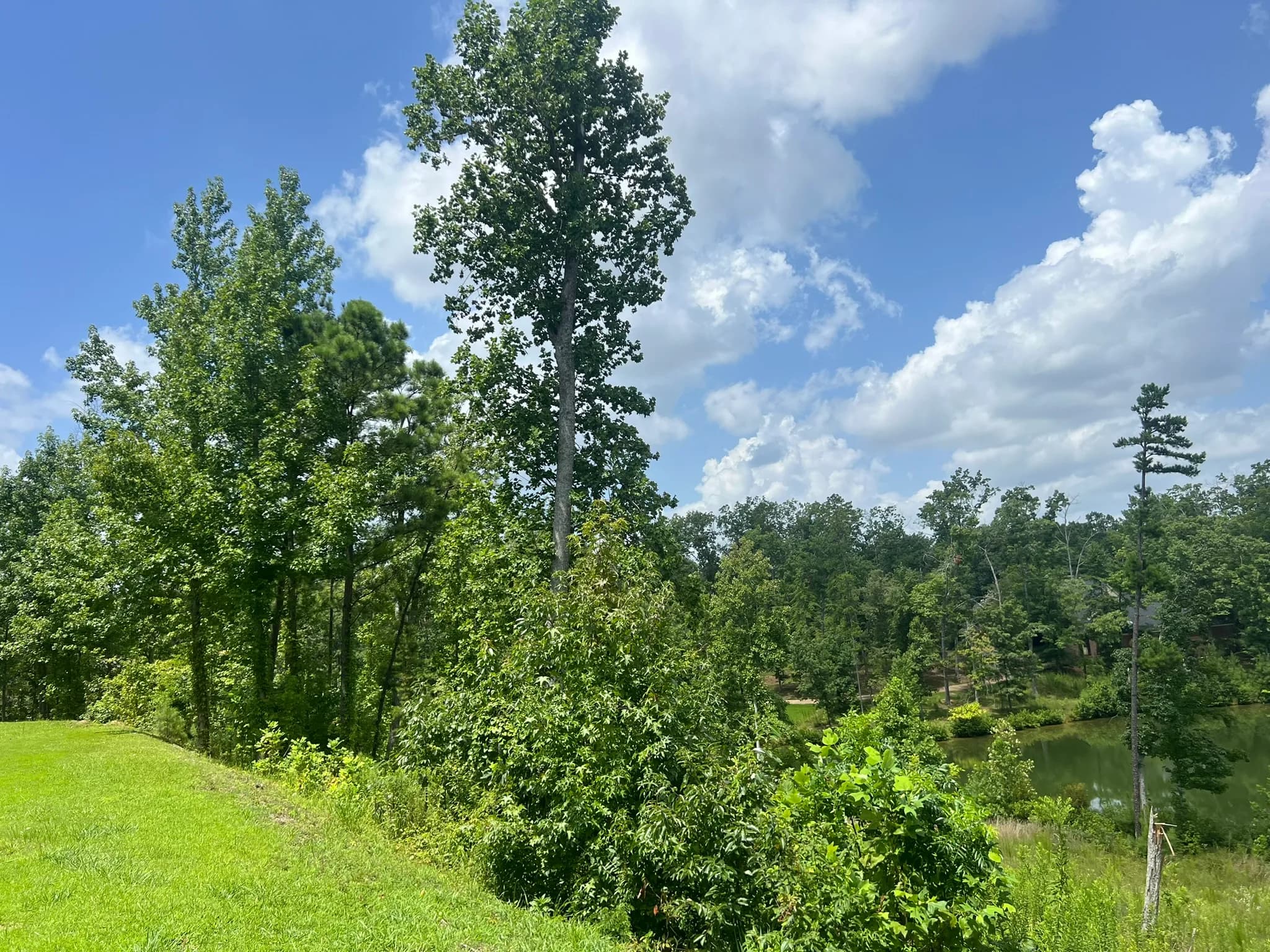 Land Clearing and Erosion Control Preparation — photo 21