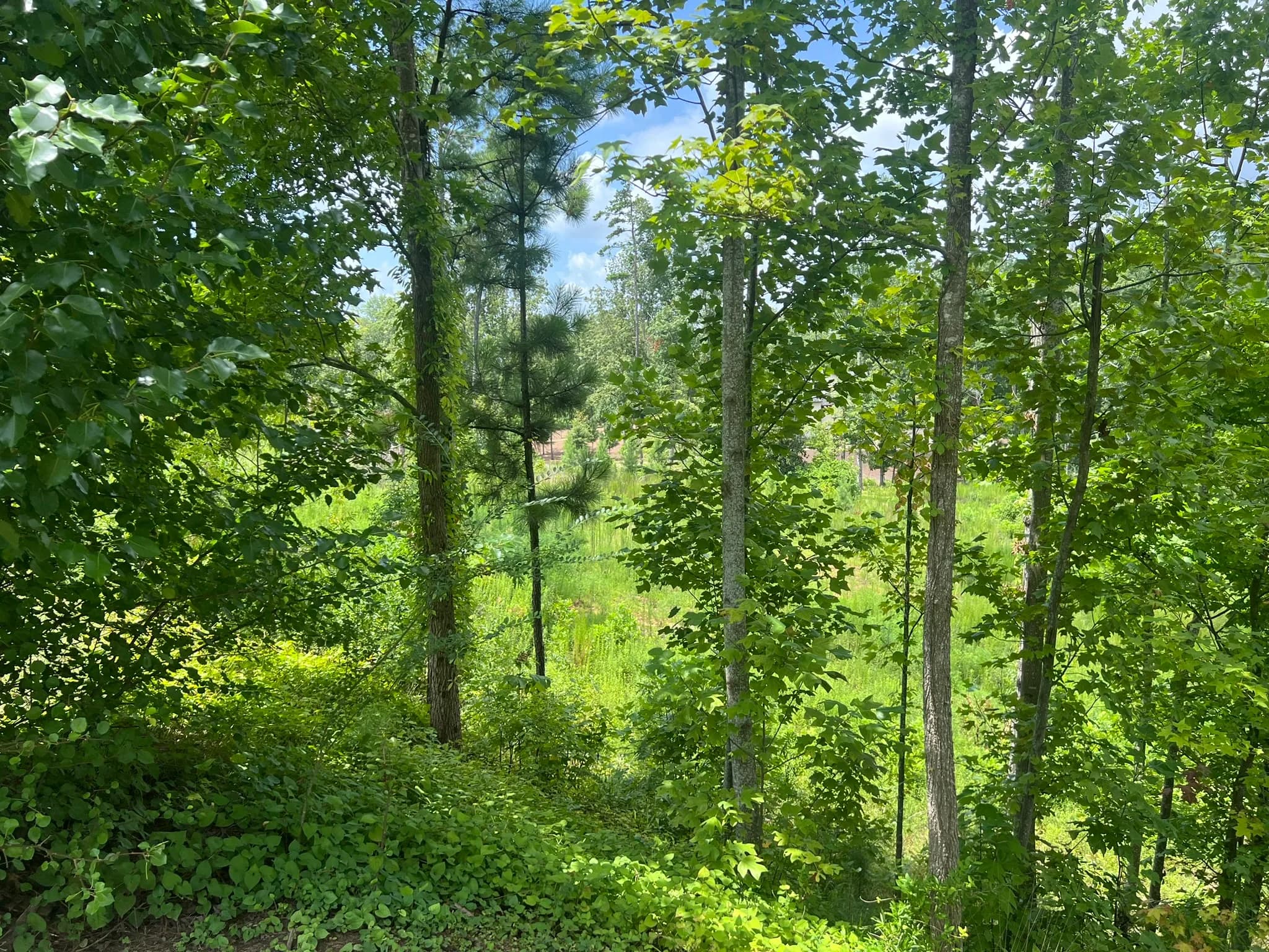 Land Clearing and Erosion Control Preparation — photo 16