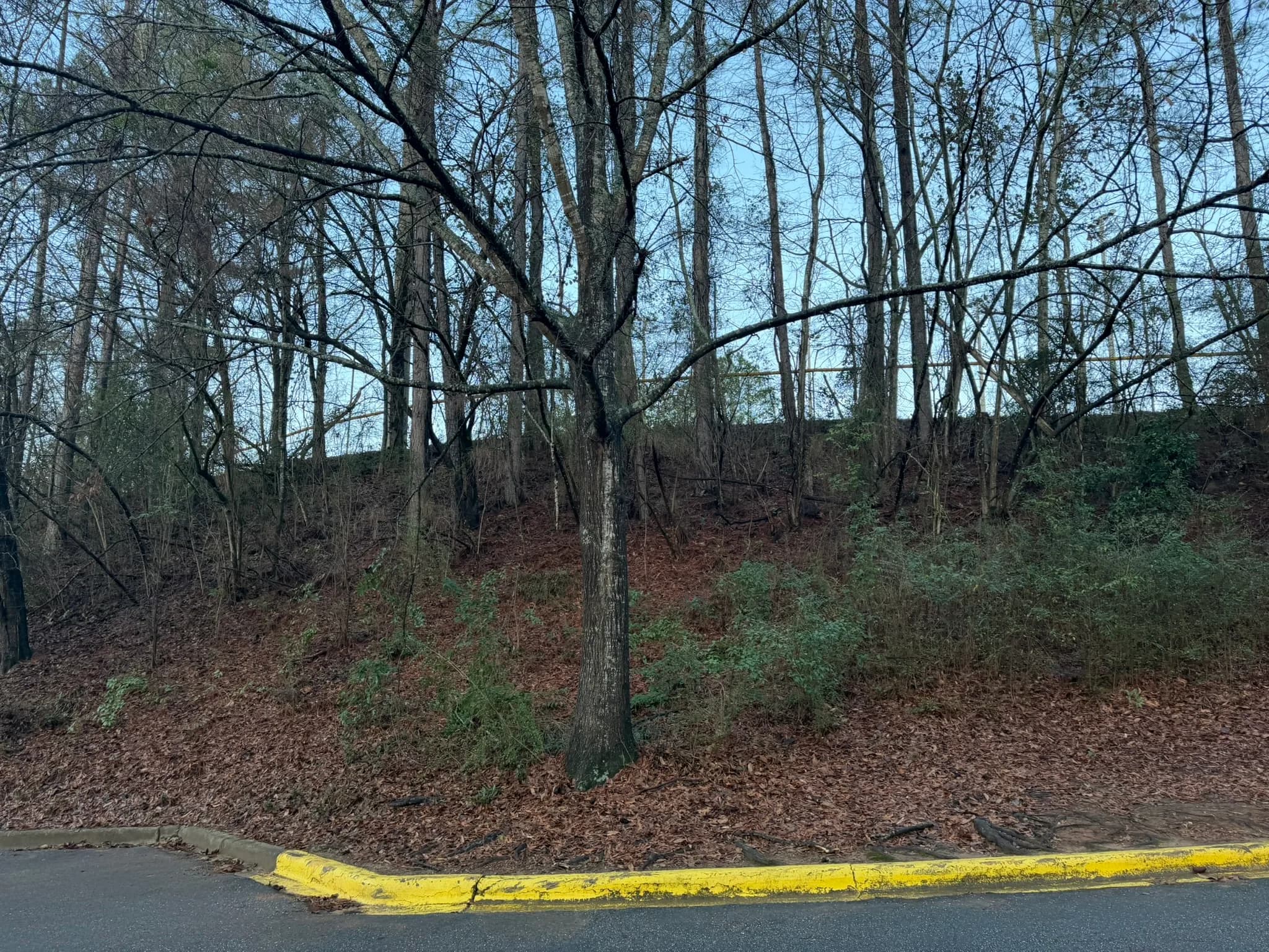 Comprehensive Land Clearing and Site Preparation — photo 20
