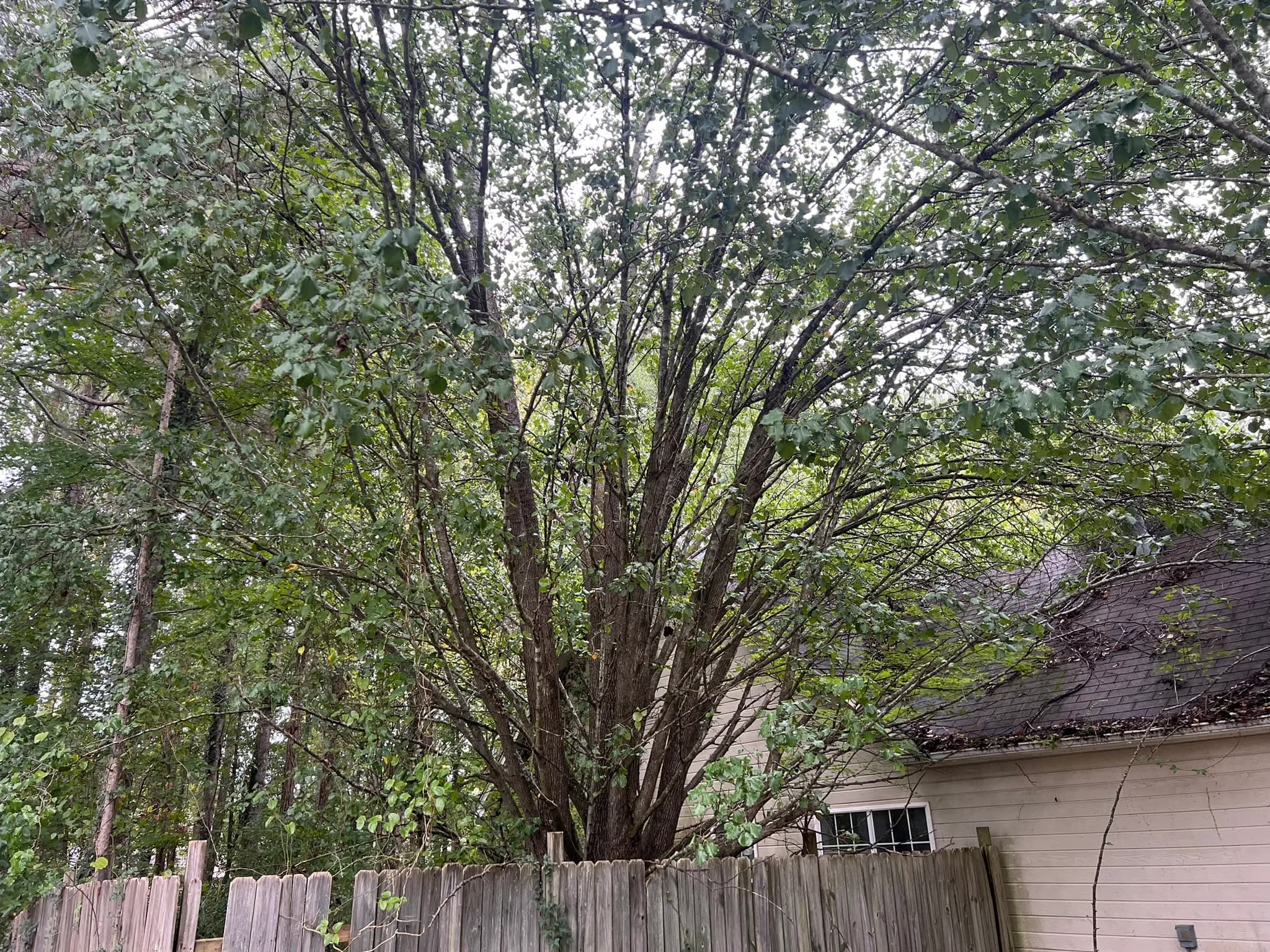 Residential Land Clearing and Landscaping Preparation — photo 7