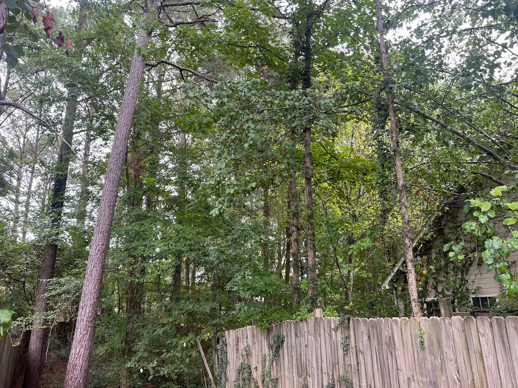 Residential Land Clearing and Landscaping Preparation — photo 39
