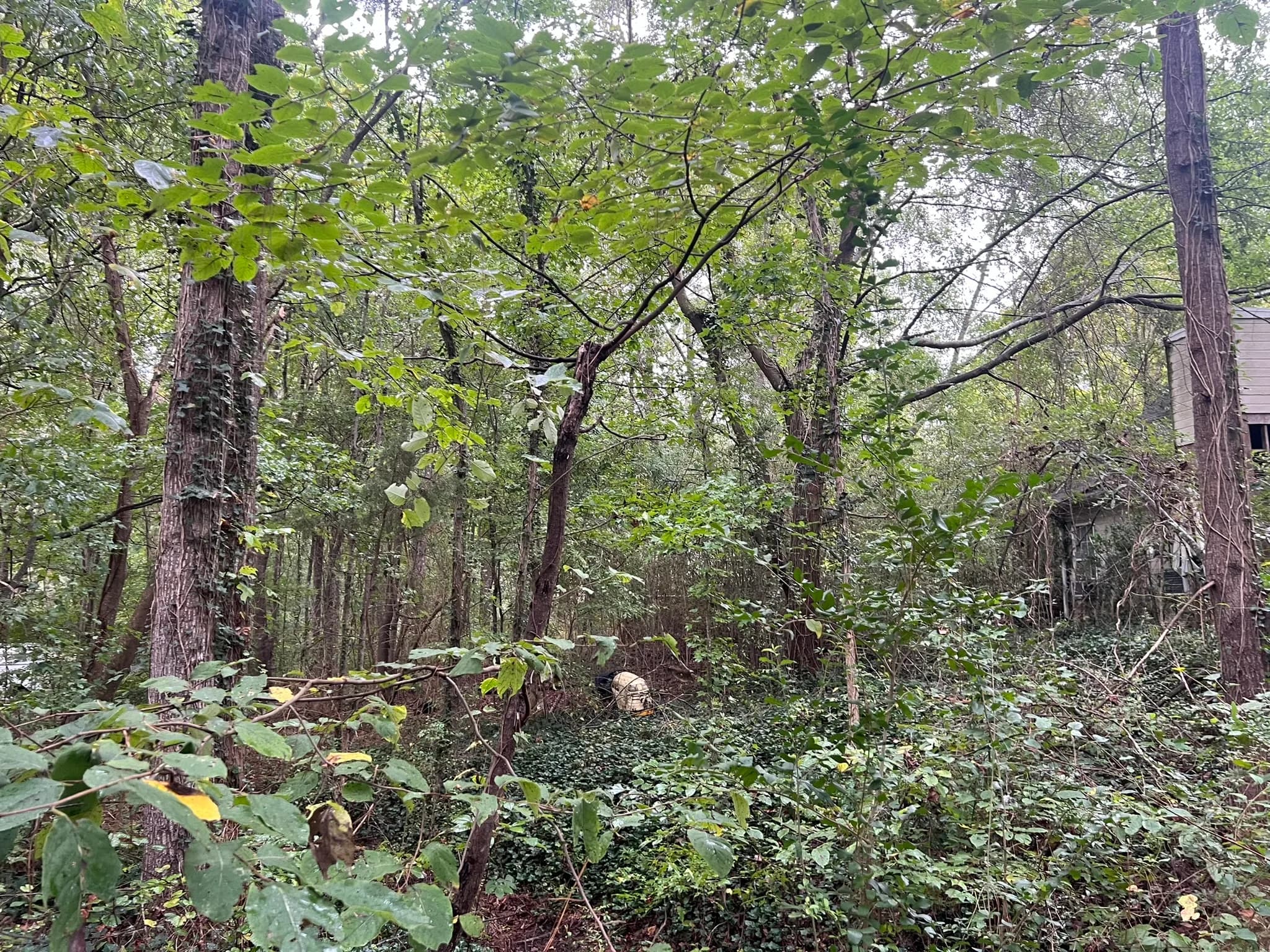 Residential Land Clearing and Landscaping Preparation — photo 28
