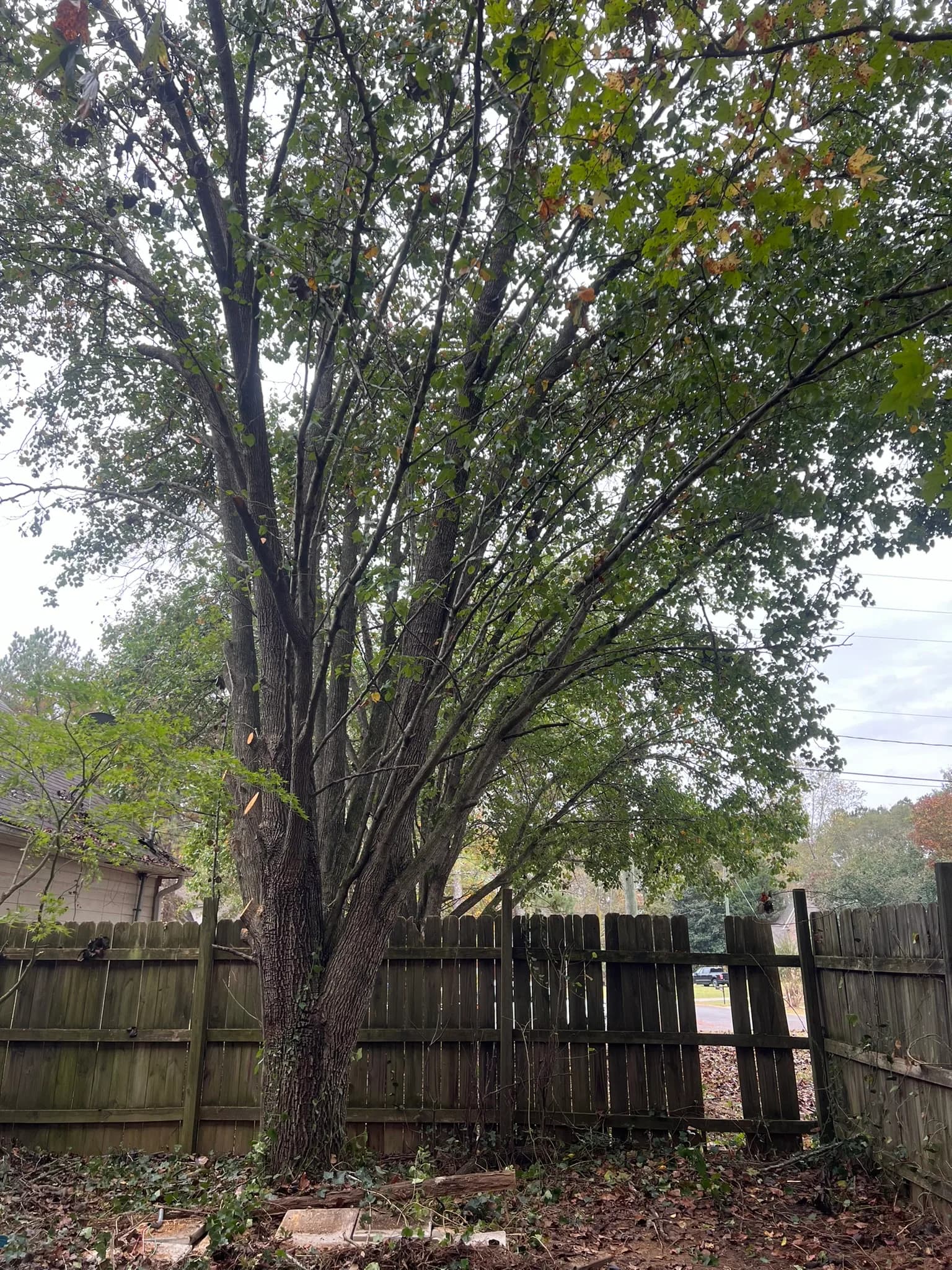 Residential Land Clearing and Landscaping Preparation — photo 18