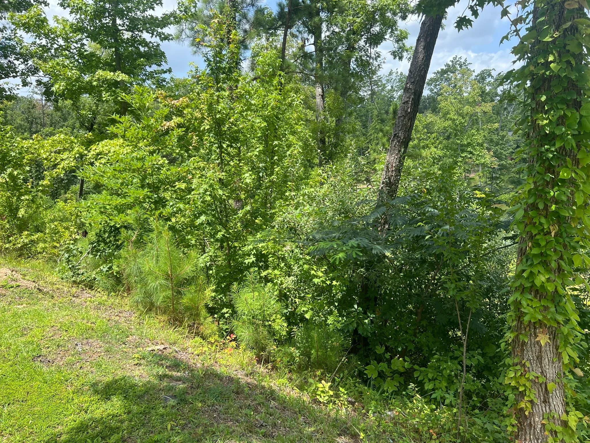 Land Clearing and Erosion Control Preparation — photo 9