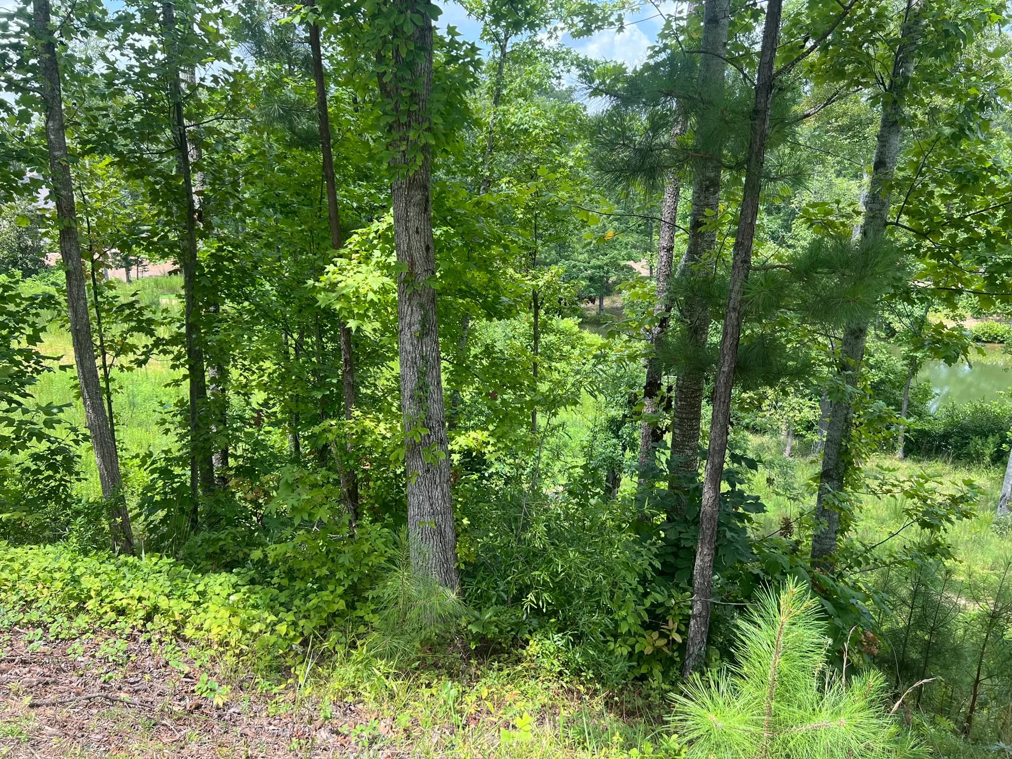 Land Clearing and Erosion Control Preparation — photo 5